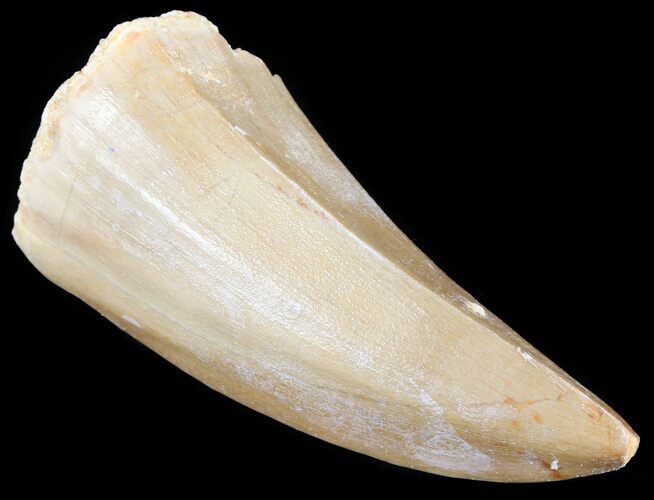 Large Mosasaurus Tooth #61197